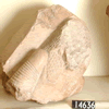 UC14636, fragment of a limestone statue